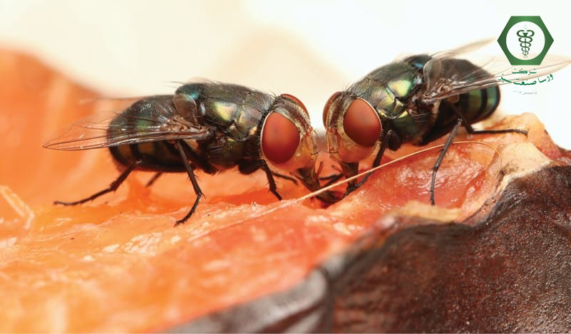 مگس در صنایع غذایی Musca domestica